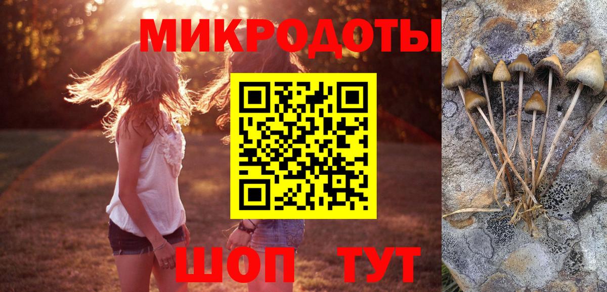 Урус-Мартан  Галлюциногенные грибы Psilocybe  Вход с VPN 